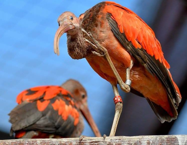 O familie de ibişi stacojii a ajuns la Zoo Debreţin