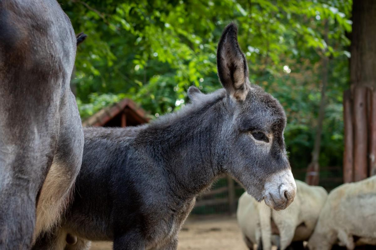 2019. 08. 08. - Sajtóközlemény - Szamárcsikó született a Debreceni Állatkertben! (3)