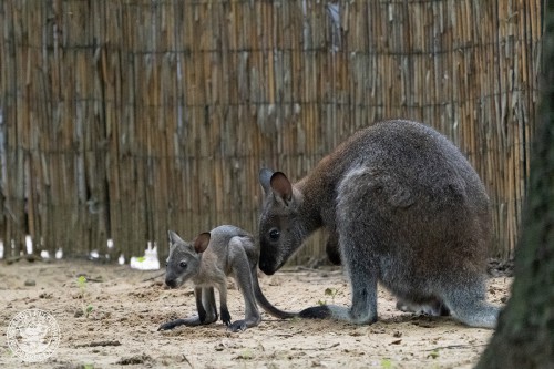 2020. 06. 18. - Sajtóközlemény - Zsebibabákkal