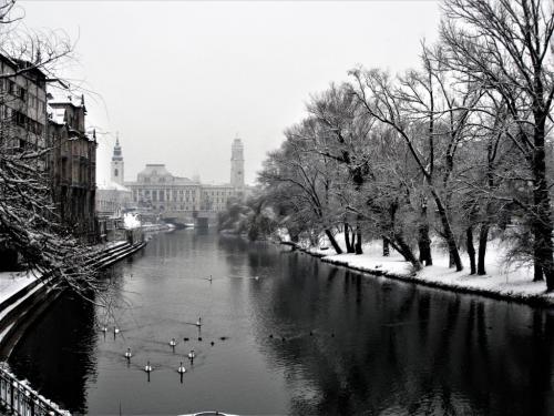 Foto dr. Kiss András -Hattyúk a Körösben Lebede in Cris
